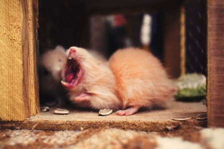 Shallow Focus Photography Of Beige Mice photo