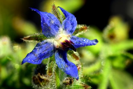 Flora Plant Flower Wildflower