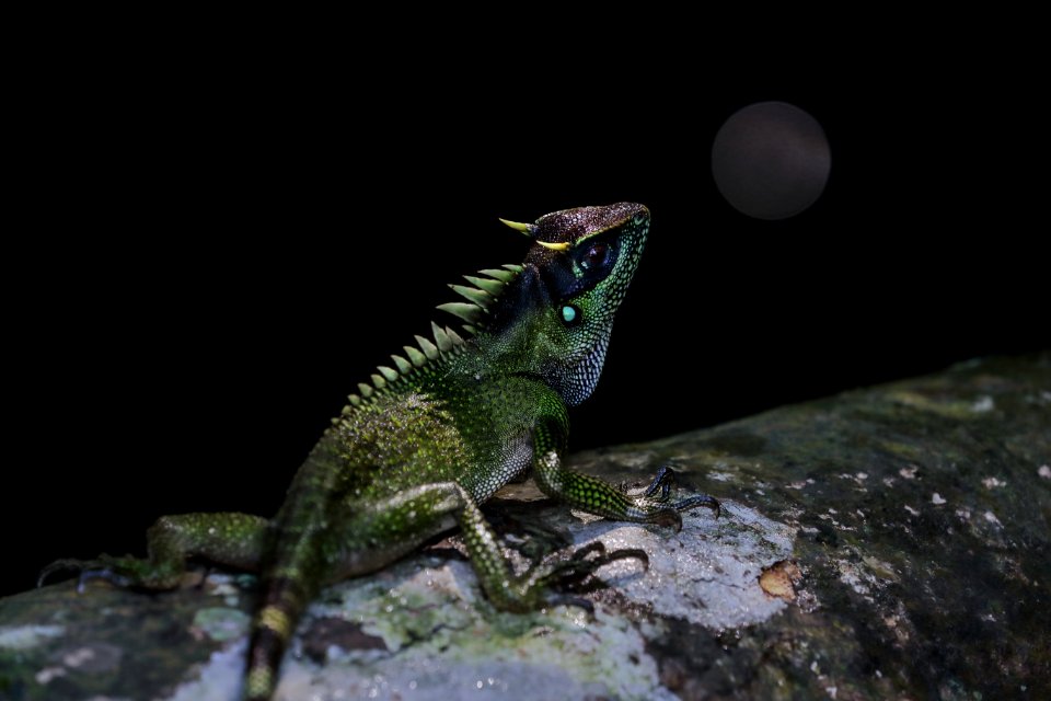 Reptile Lizard Scaled Reptile Iguania