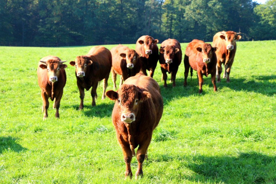 Pasture Grassland Grazing Cattle Like Mammal