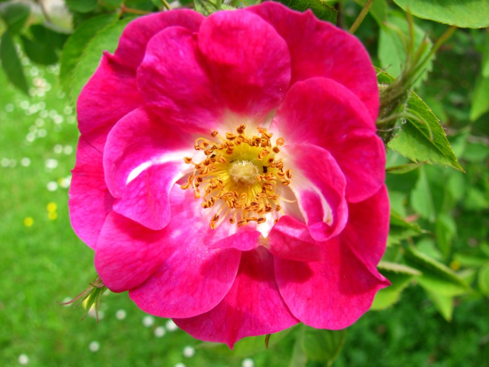 Flower Rose Family Rose Pink photo