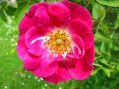 Flower Rose Family Rose Pink