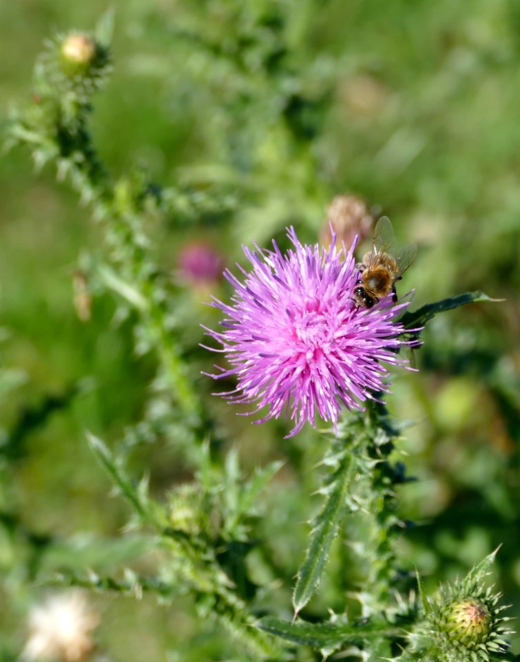 Silybum Thistle Noxious Weed Flower