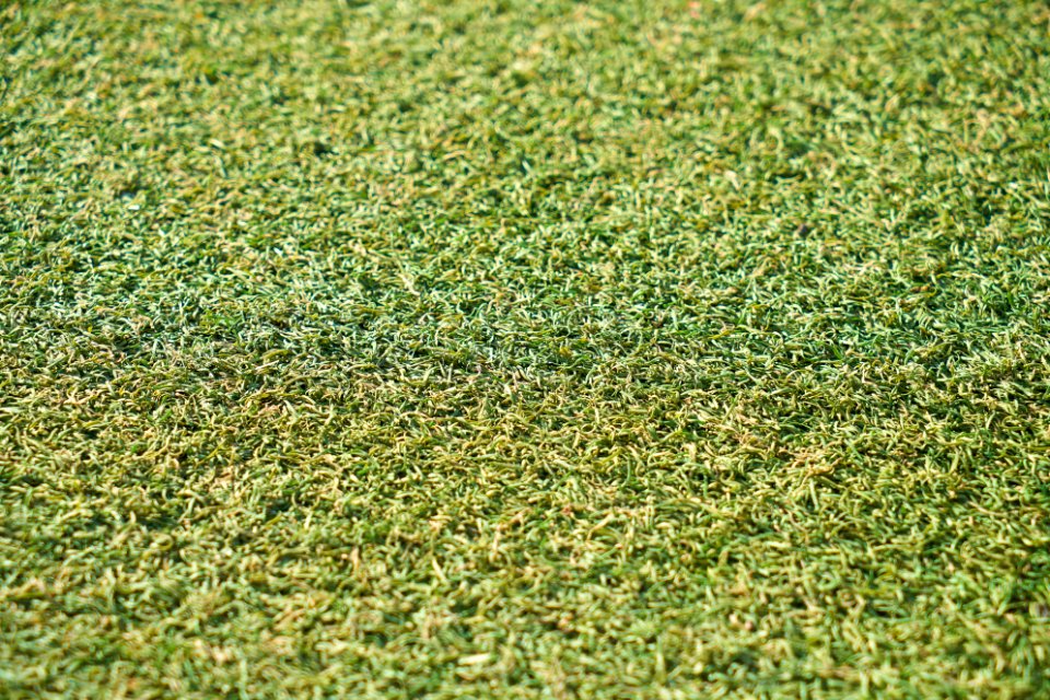 Grass Vegetation Plant Grass Family