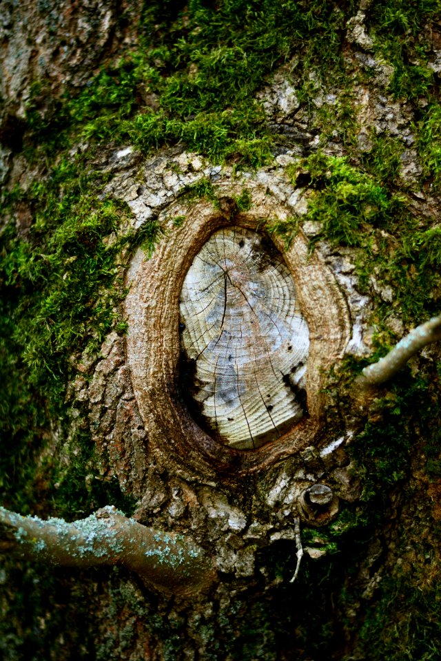 Tree Woody Plant Plant Trunk