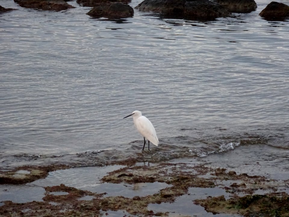 Bird Fauna Water Beak