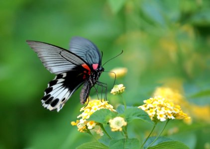 Butterfly Moths And Butterflies Insect Brush Footed Butterfly photo