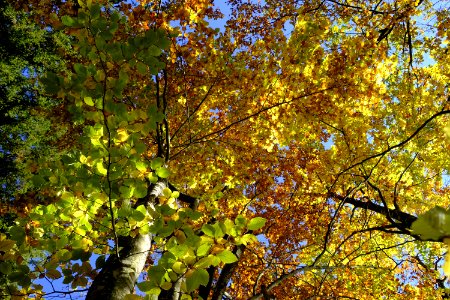 Tree Nature Leaf Yellow