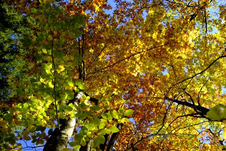 Tree Nature Leaf Yellow photo