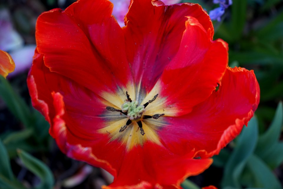 Flower Tulip Plant Flowering Plant