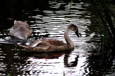 Water Bird Reflection Fauna photo