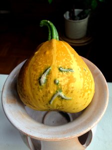 Cucurbita Winter Squash Gourd Vegetable photo