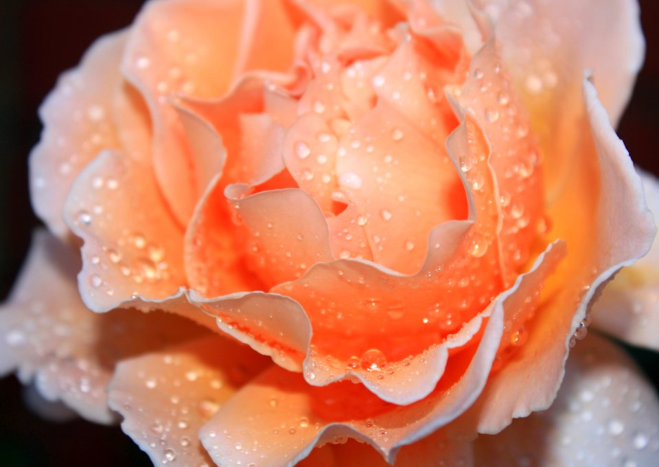 Rose Flower Rose Family Garden Roses