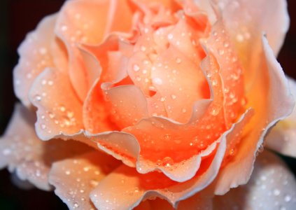 Rose Flower Rose Family Garden Roses