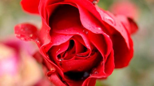 Flower Rose Red Garden Roses
