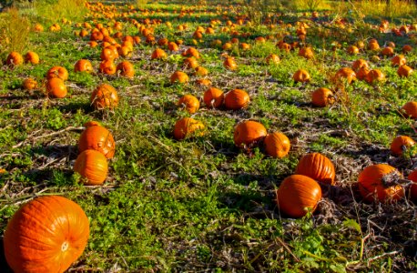 Cucurbita Winter Squash Pumpkin Gourd photo