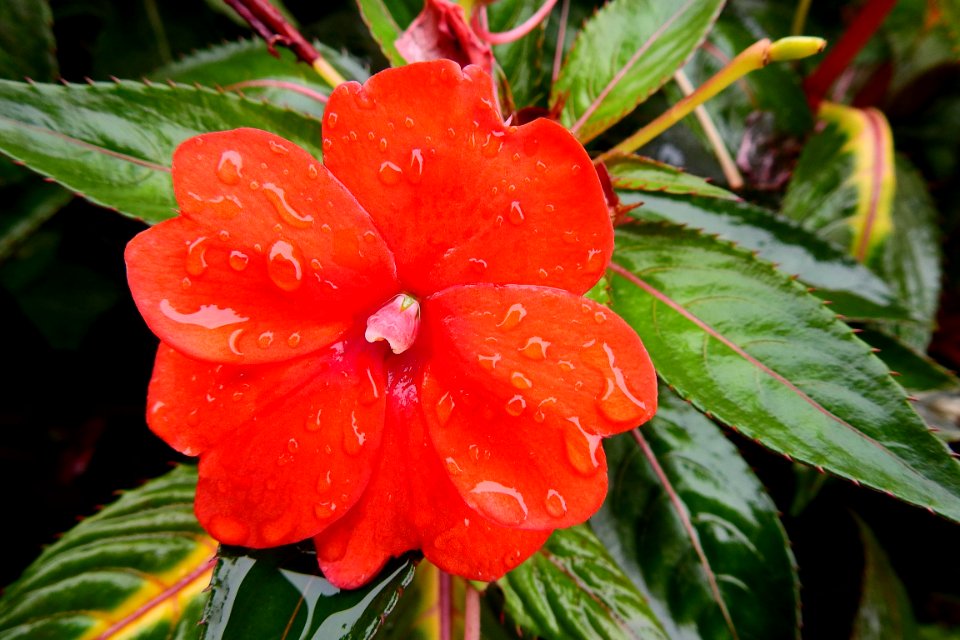 Plant Flower Flora Flowering Plant
