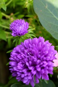 Flower Purple Plant Aster