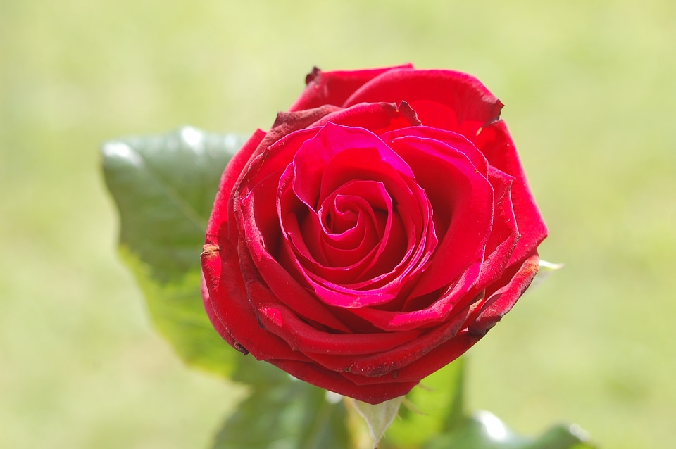 Love romance gift