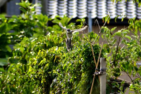 Plant Tree Leaf Herb