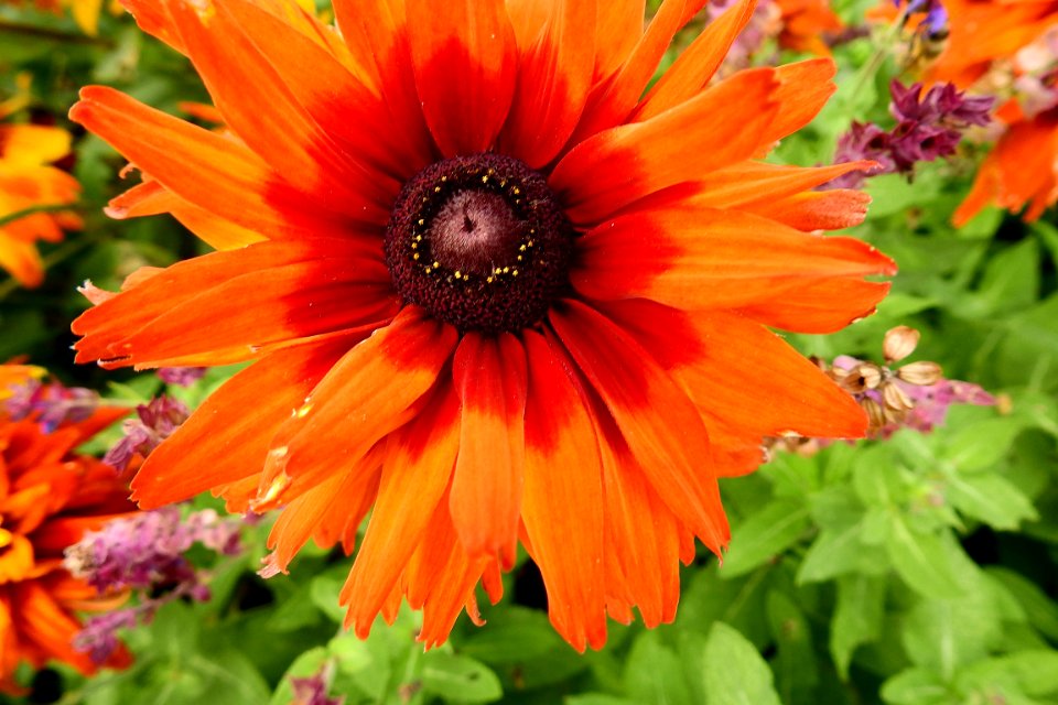 Flower Flora Plant Wildflower