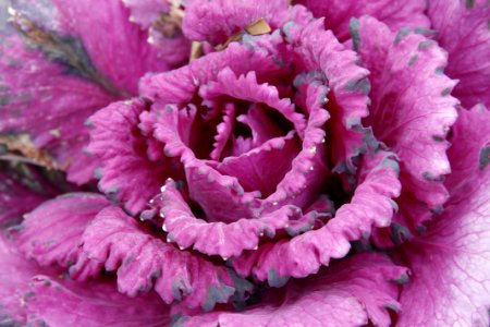 Flower Pink Purple Flora