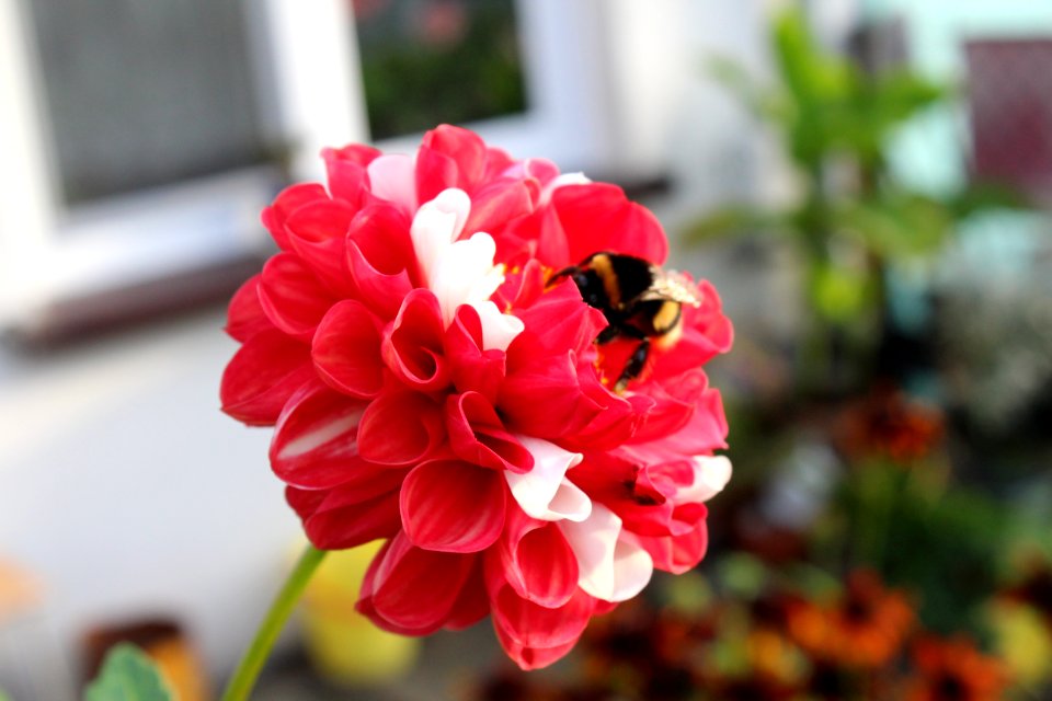 Flower Plant Flowering Plant Flora