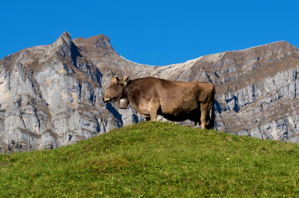 Ecosystem Cattle Like Mammal Sky Grassland