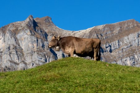 Ecosystem Cattle Like Mammal Sky Grassland