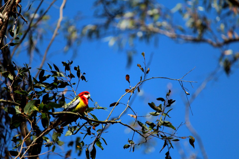 Bird Branch Fauna Sky