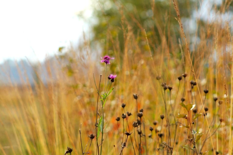 Ecosystem Prairie Wildflower Vegetation
