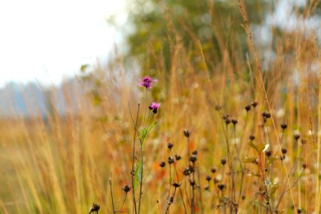 Ecosystem Prairie Wildflower Vegetation