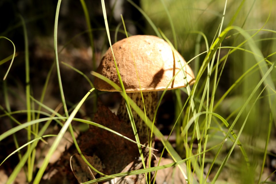Mushroom Fungus Penny Bun Grass