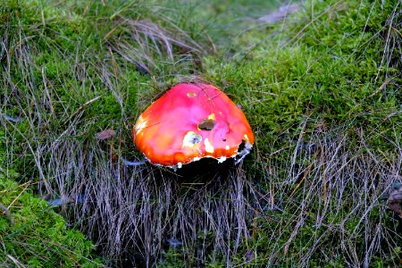 Ecosystem Fungus Grass Mushroom photo