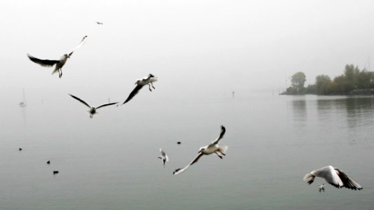 Bird Water Flock Fauna photo