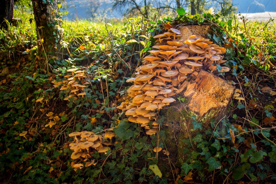Vegetation Nature Reserve Leaf Fungus