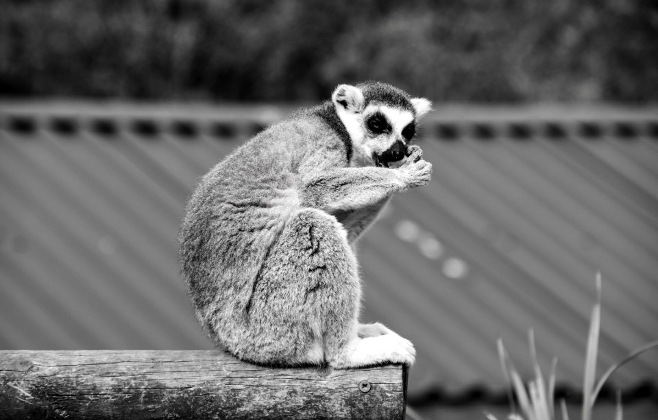 Black And White Fauna Mammal Monochrome Photography