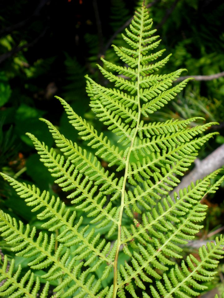 Ferns And Horsetails Plant Fern Vegetation