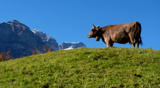 Grassland Cattle Like Mammal Pasture Mountainous Landforms photo