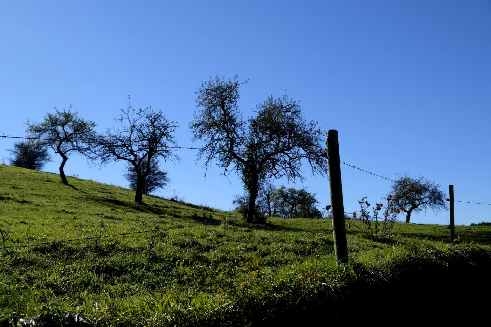 Sky Tree Grassland Ecosystem