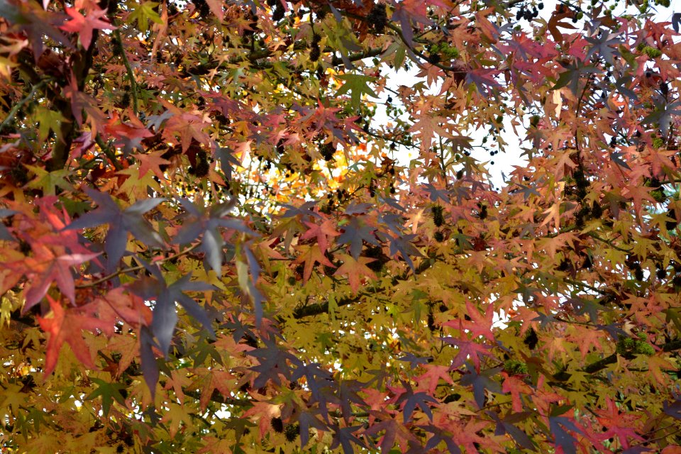 Leaf Tree Autumn Deciduous