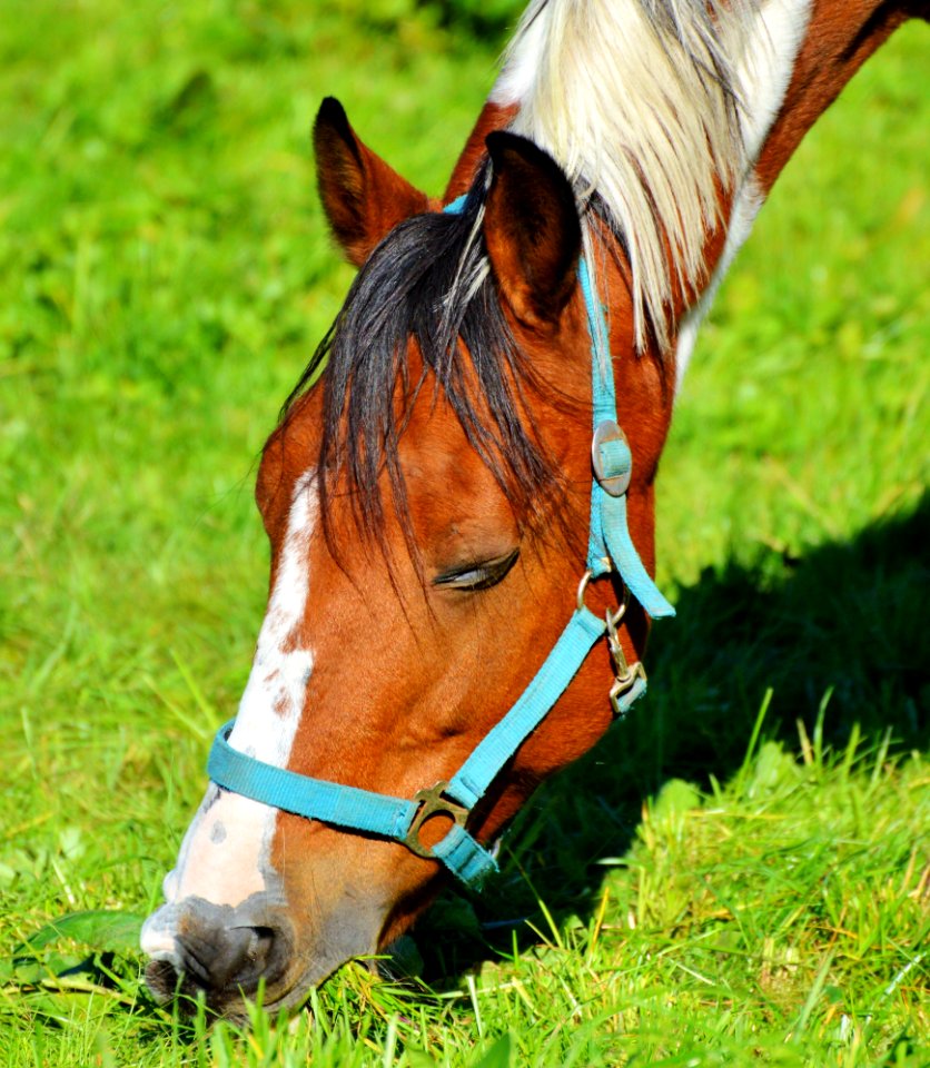 Halter Horse Bridle Horse Tack