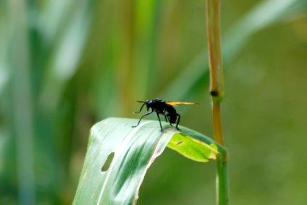 Insect Damselfly Dragonfly Invertebrate photo