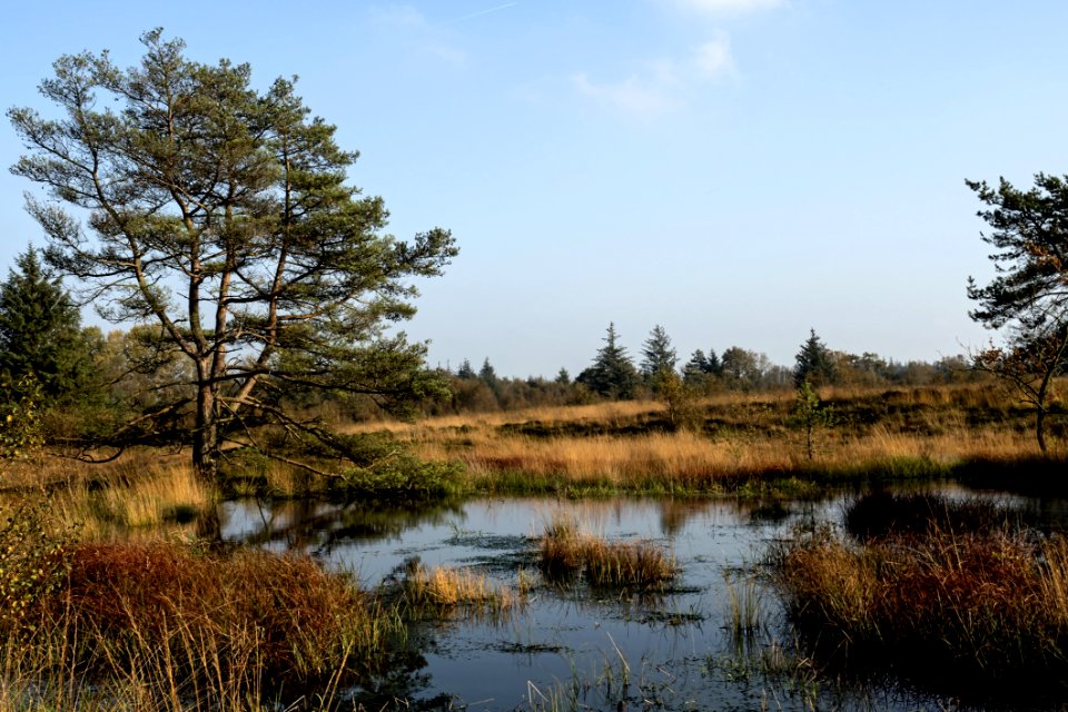 Wetland Bog Nature Ecosystem