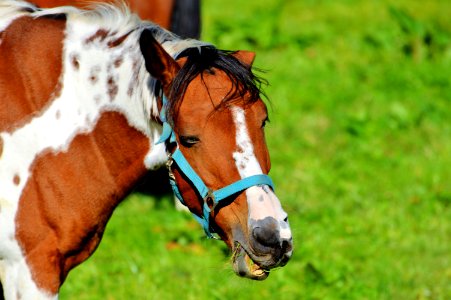 Horse Bridle Halter Horse Tack photo