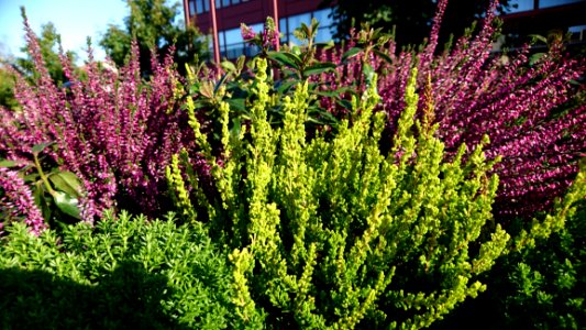 Plant Flower Shrub Herb