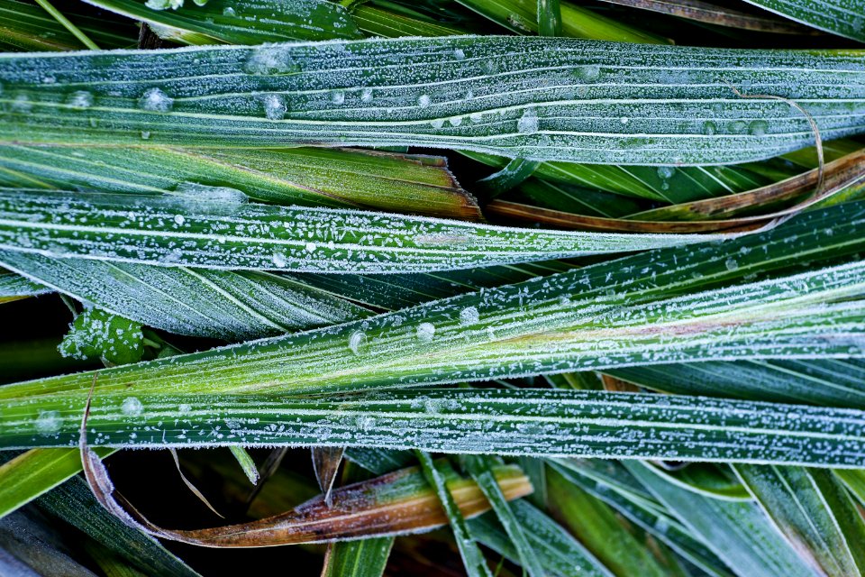 Leaf Plant Grass Family Grass