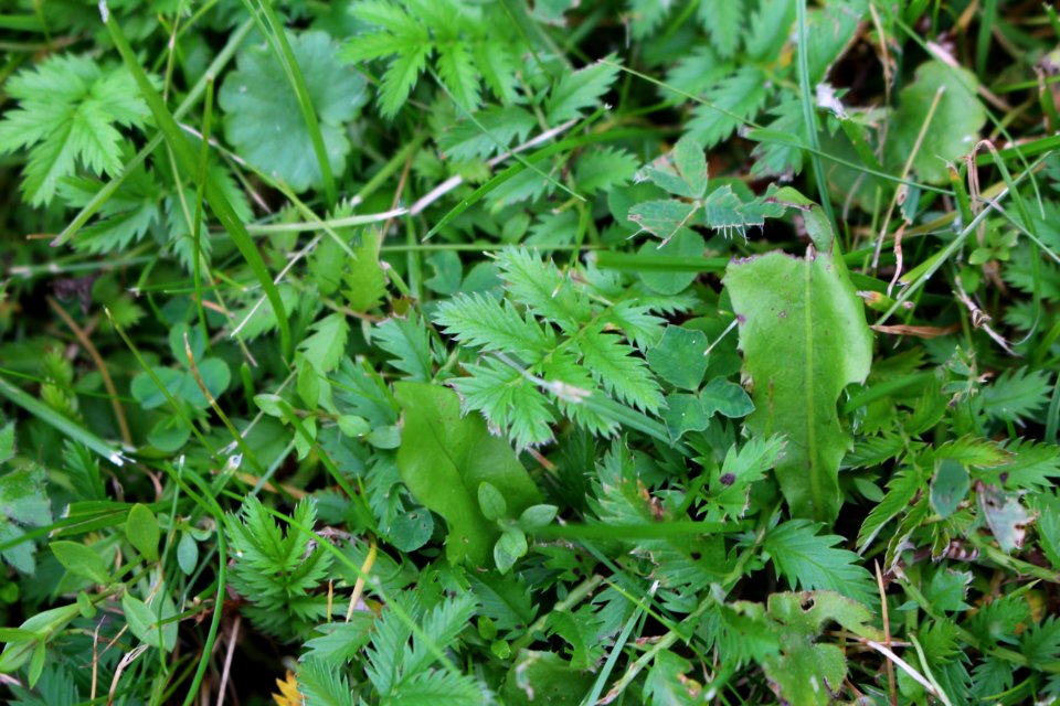 Plant Leaf Flora Grass