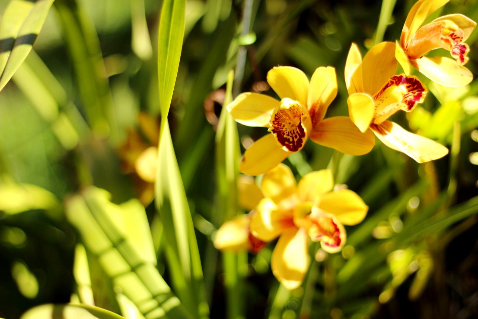 Flower Plant Flora Flowering Plant