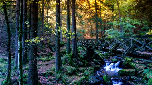 Nature Water Woodland Vegetation